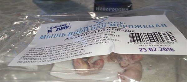 V fejkovoj DNR voshishheny novoj zhratvoj